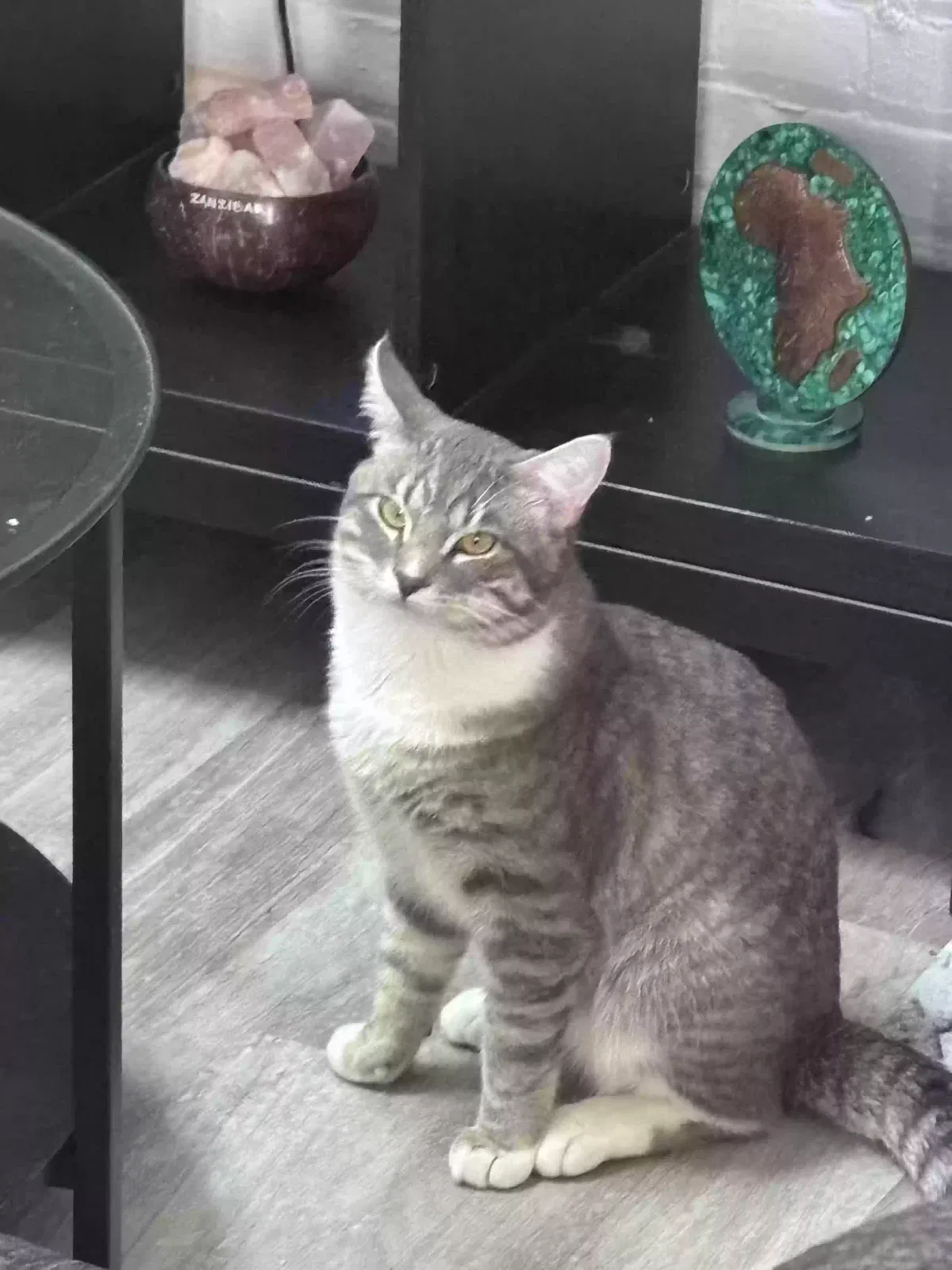 Lost cat in Buffalo, NY, 14207