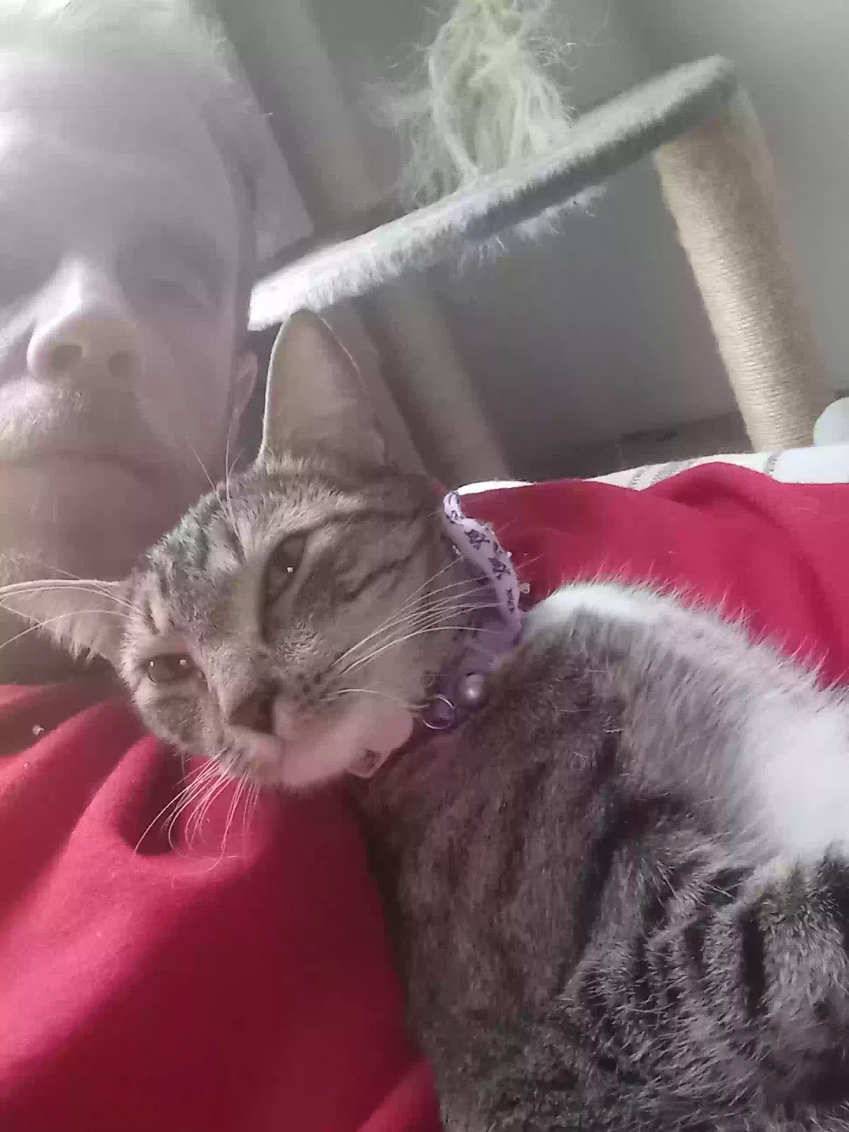 Lost cat in Norfolk, VA, 23517