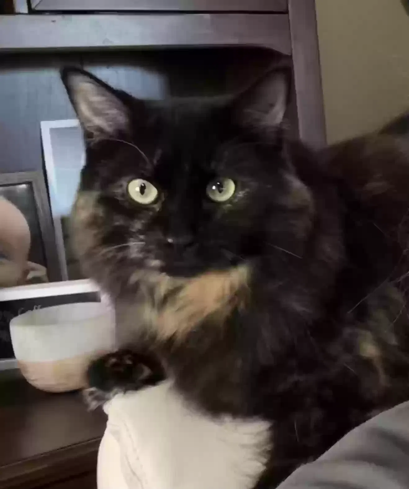 Lost cat in Westminster, CO, 80031