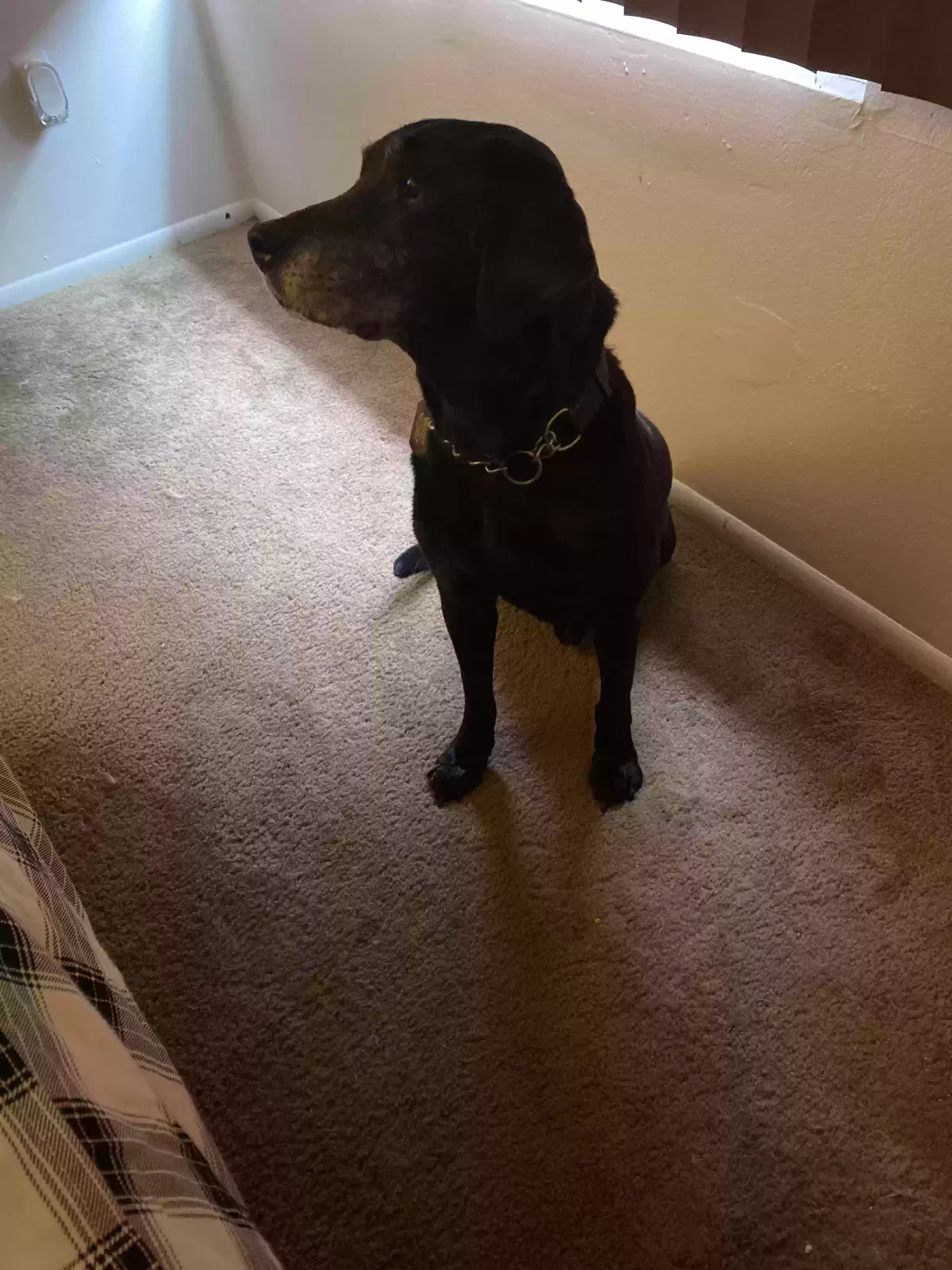 Lost dog in Whitmore Lake, MI, 48189