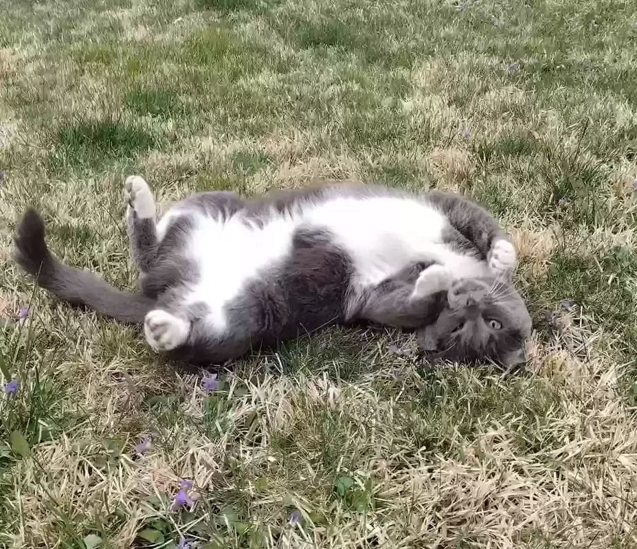 Lost cat in Annapolis, MD, 21403