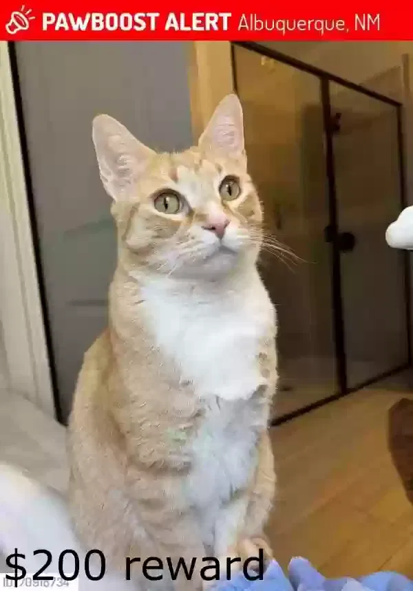 Lost cat in Albuquerque, NM, 87116