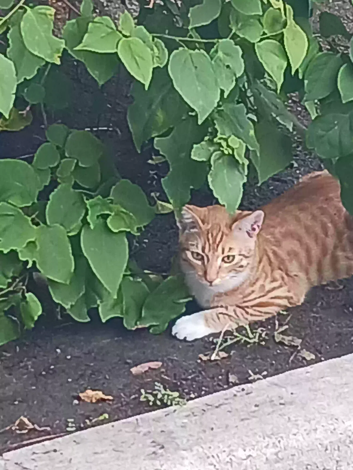 Lost cat in El Cajon, CA, 92020