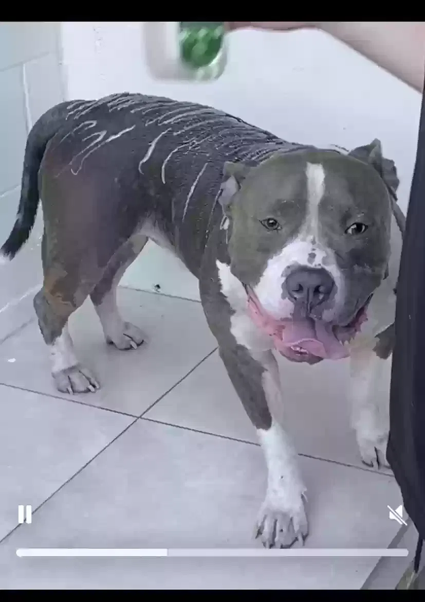 Lost dog in Houston, TX, 77072