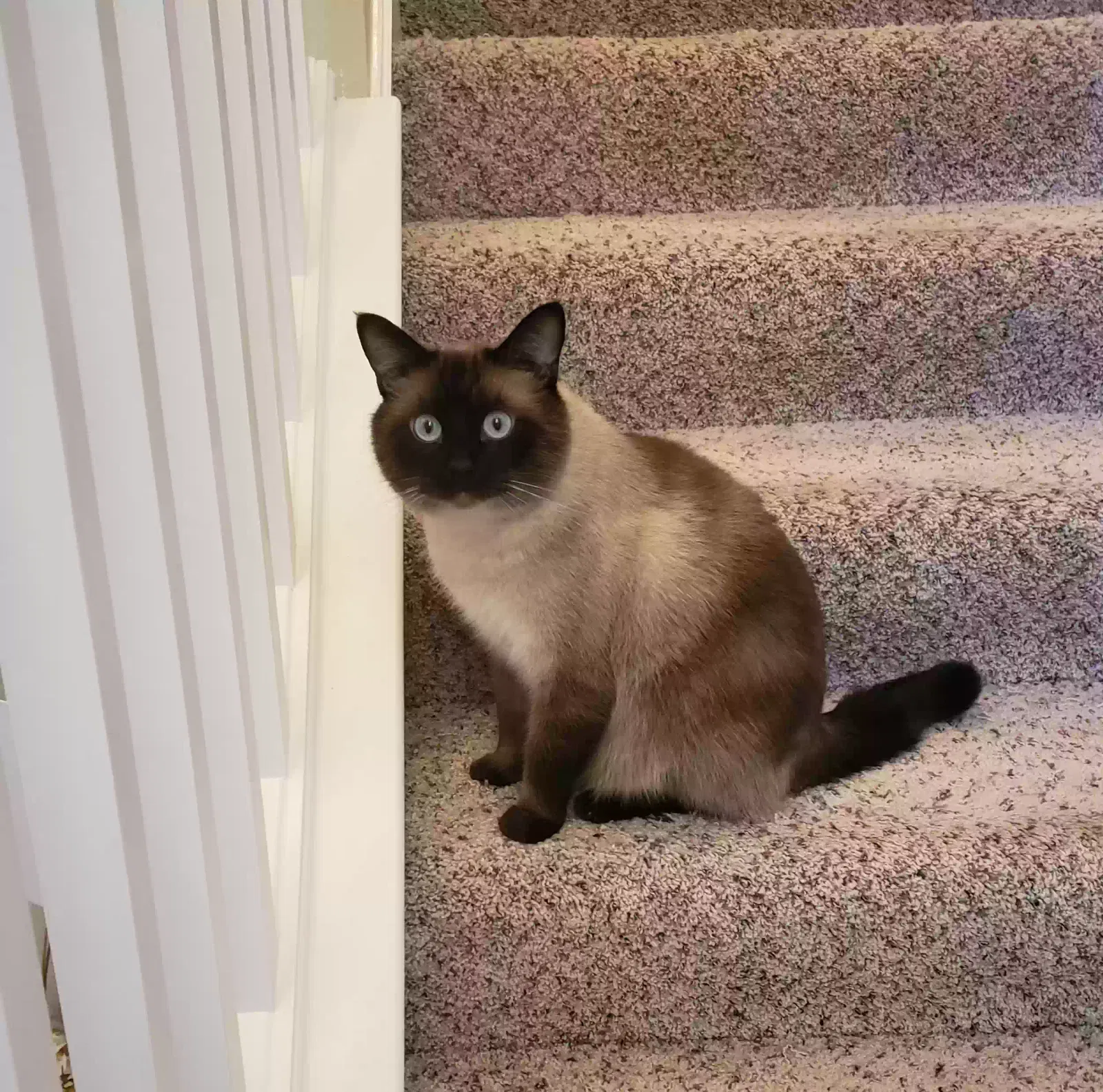 Lost cat in Beaverton, OR, 97008