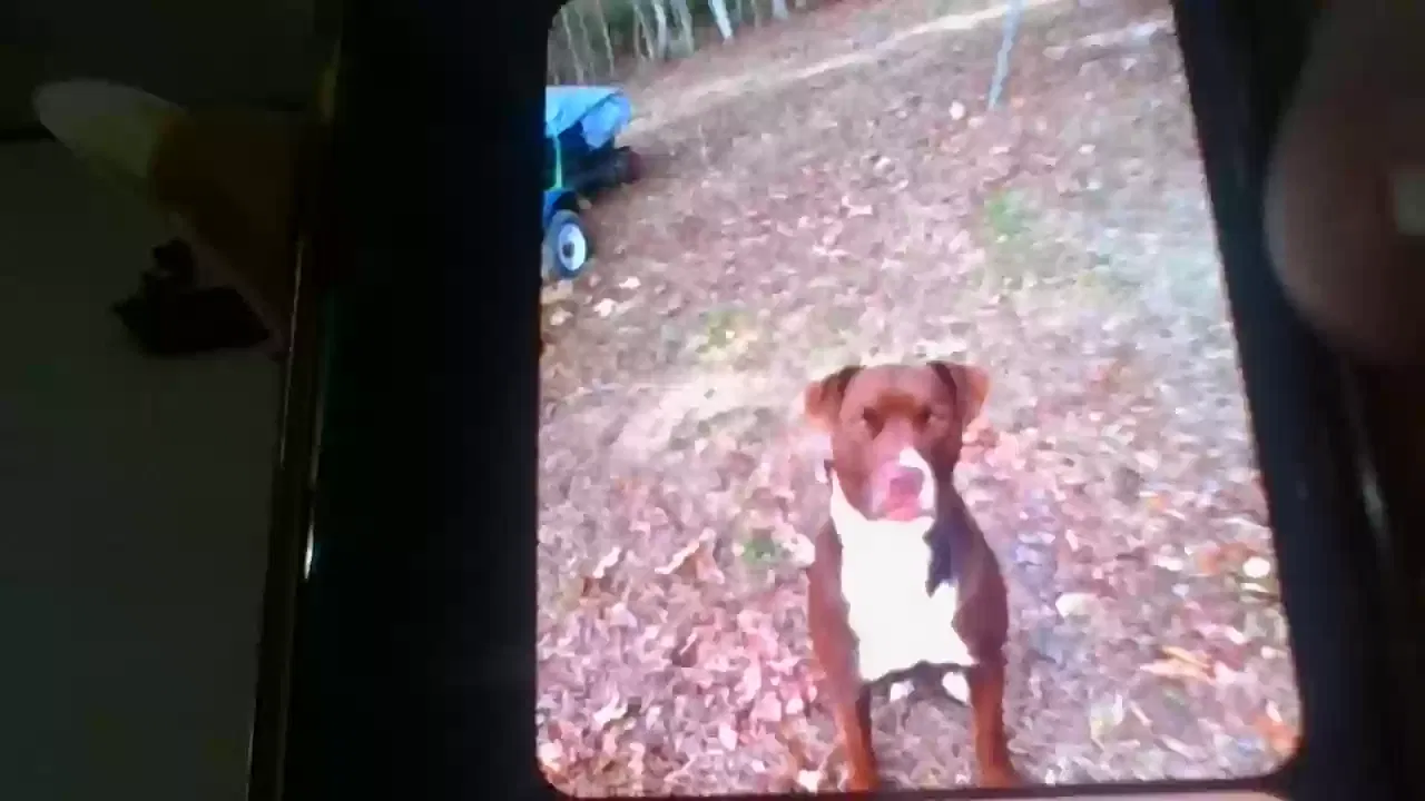 Lost dog in Lexington, TN, 38351