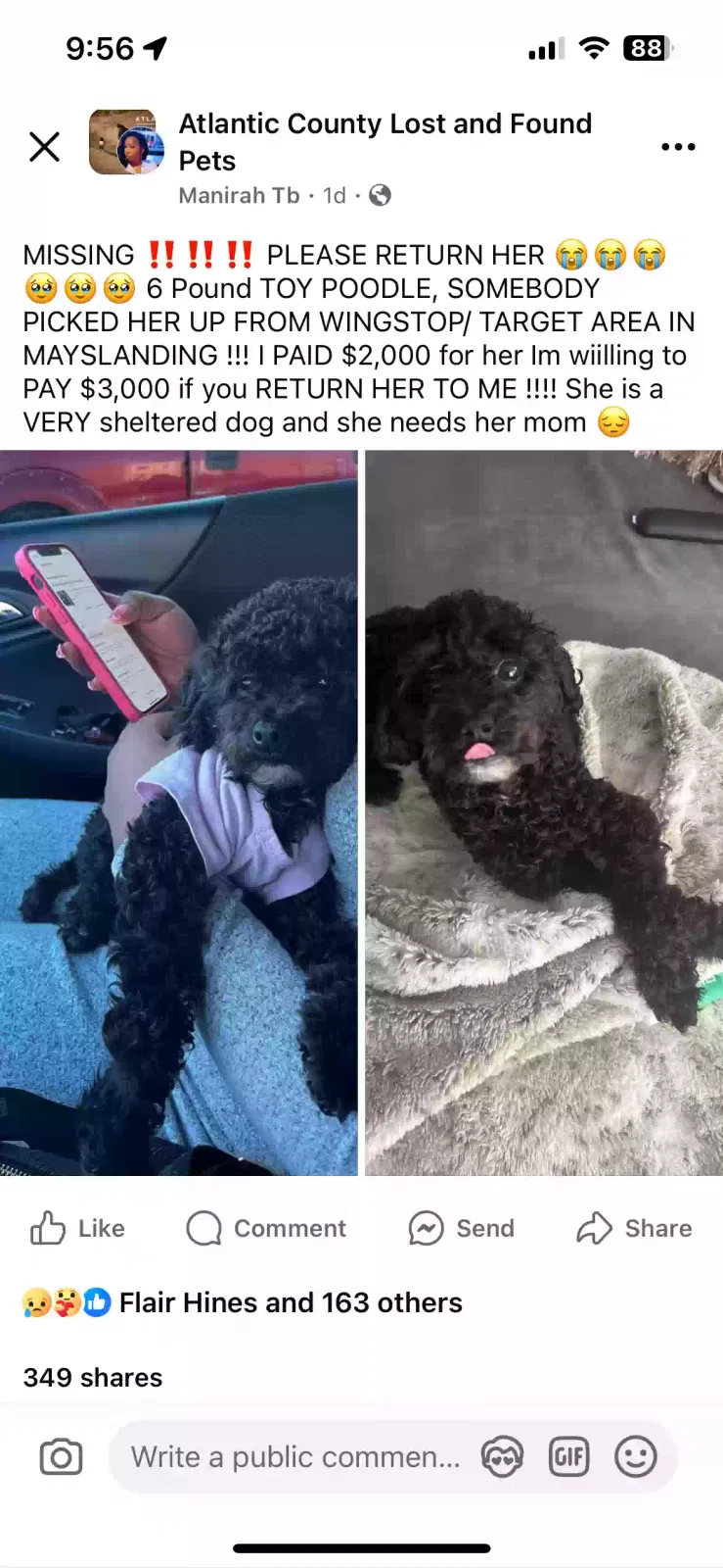 Lost dog in Mays Landing, NJ, 8330