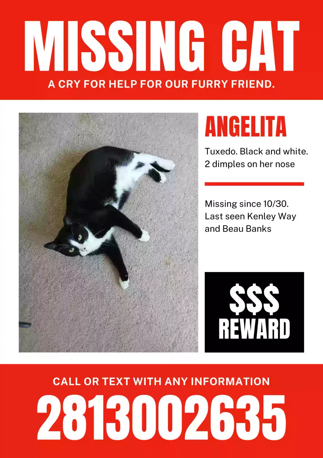 Lost cat in Alvin, TX, 77511