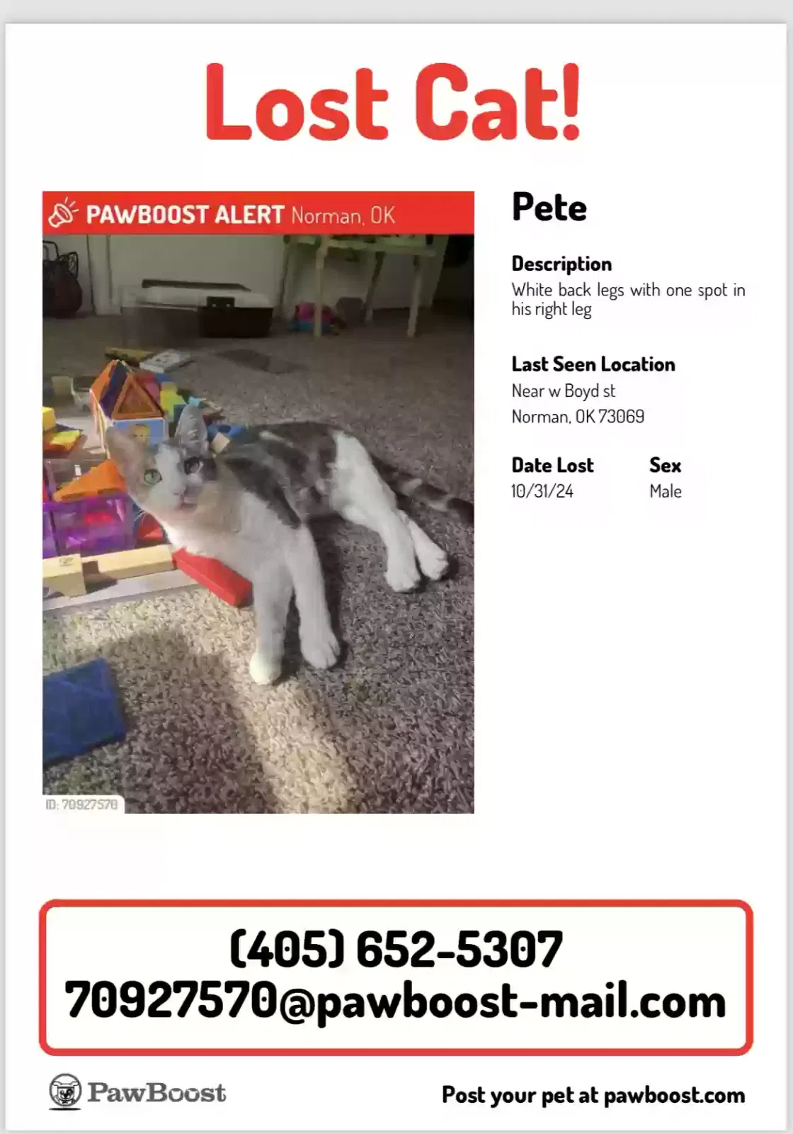 Lost cat in Norman, OK, 73069