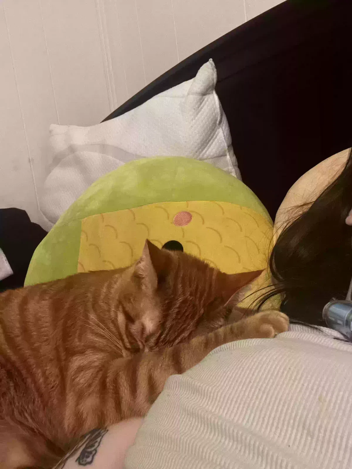 Lost cat in Lakeland, FL, 33801