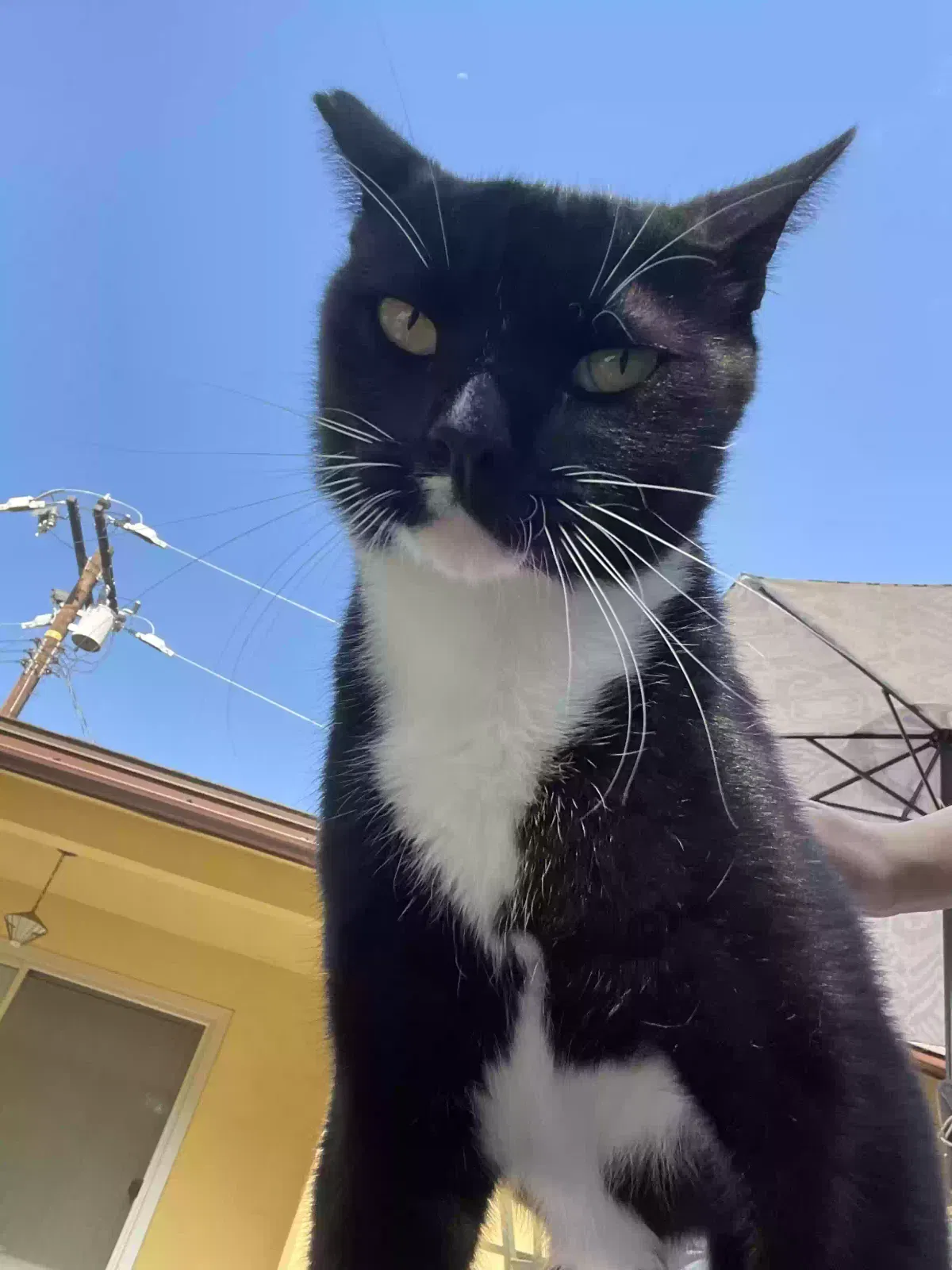 Lost cat in West Covina, CA, 91791
