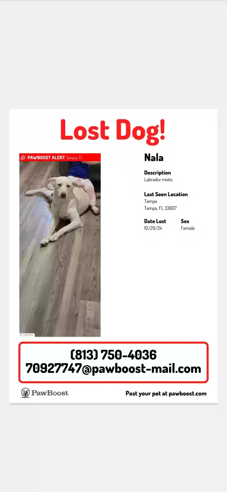 Lost dog in Tampa, FL, 33607