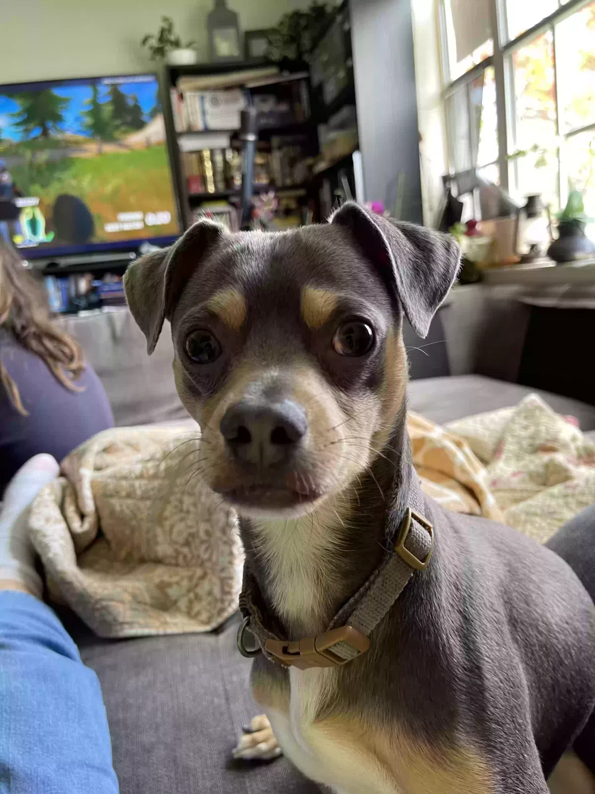 Lost dog in Fort Lauderdale, FL, 33331