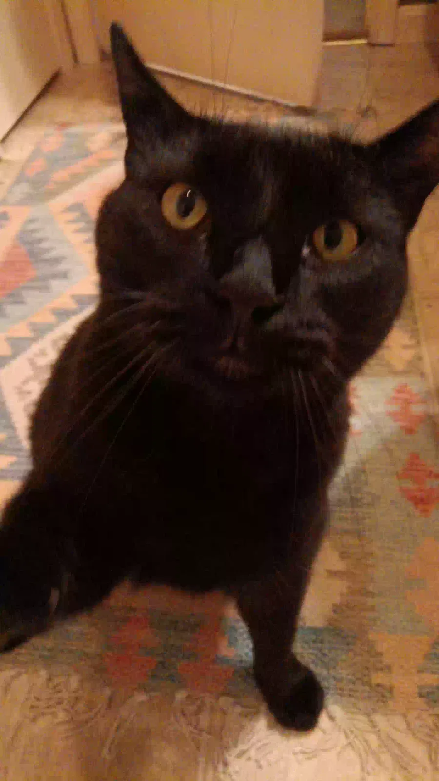 Lost cat in Evansville, IN, 47725