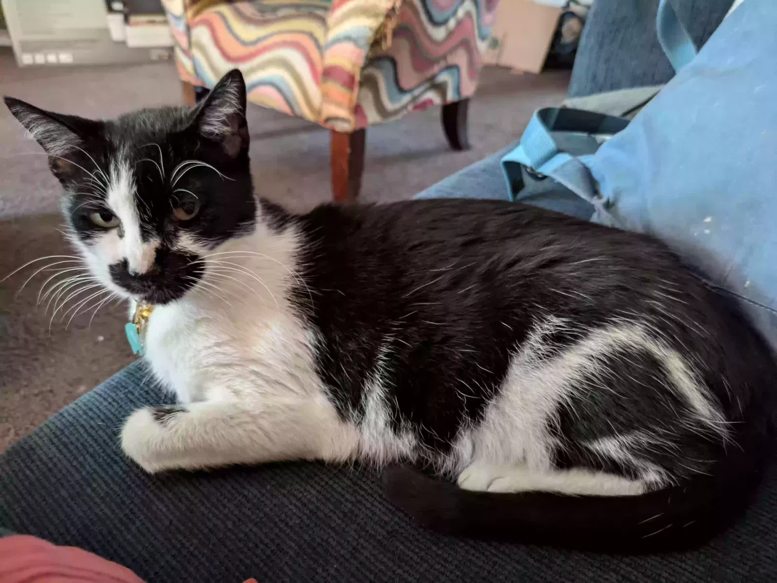 Lost cat in Savannah, GA, 31405
