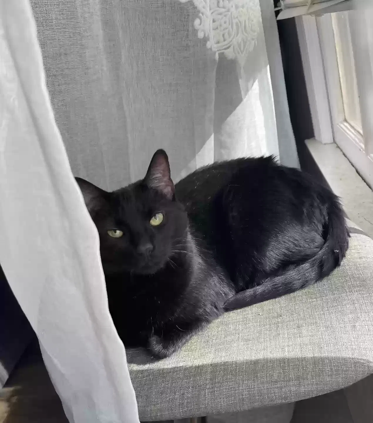 Lost cat in Bogart, GA, 30622