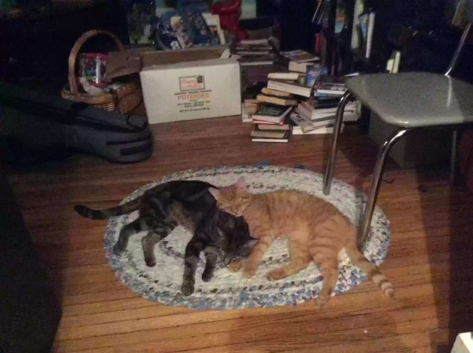 Lost cat in Iowa City, IA, 52240