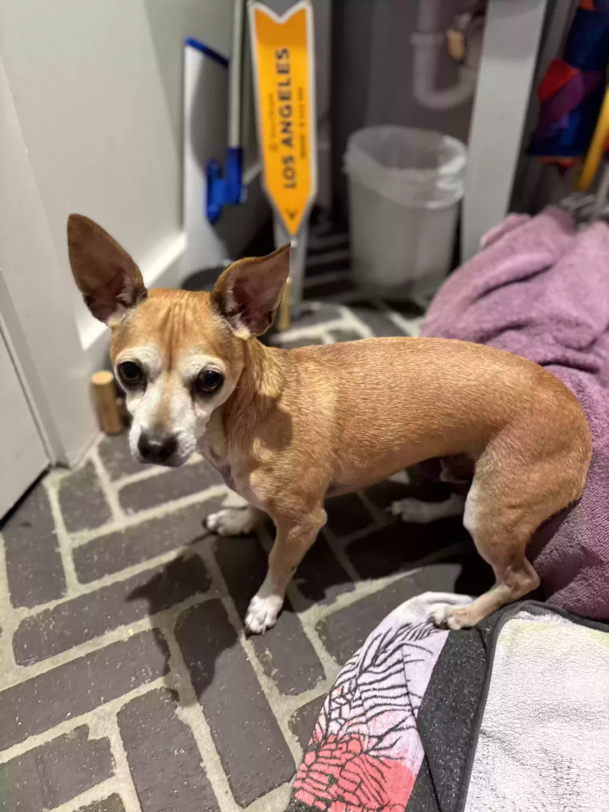 Found dog in Phoenix, AZ, 85018