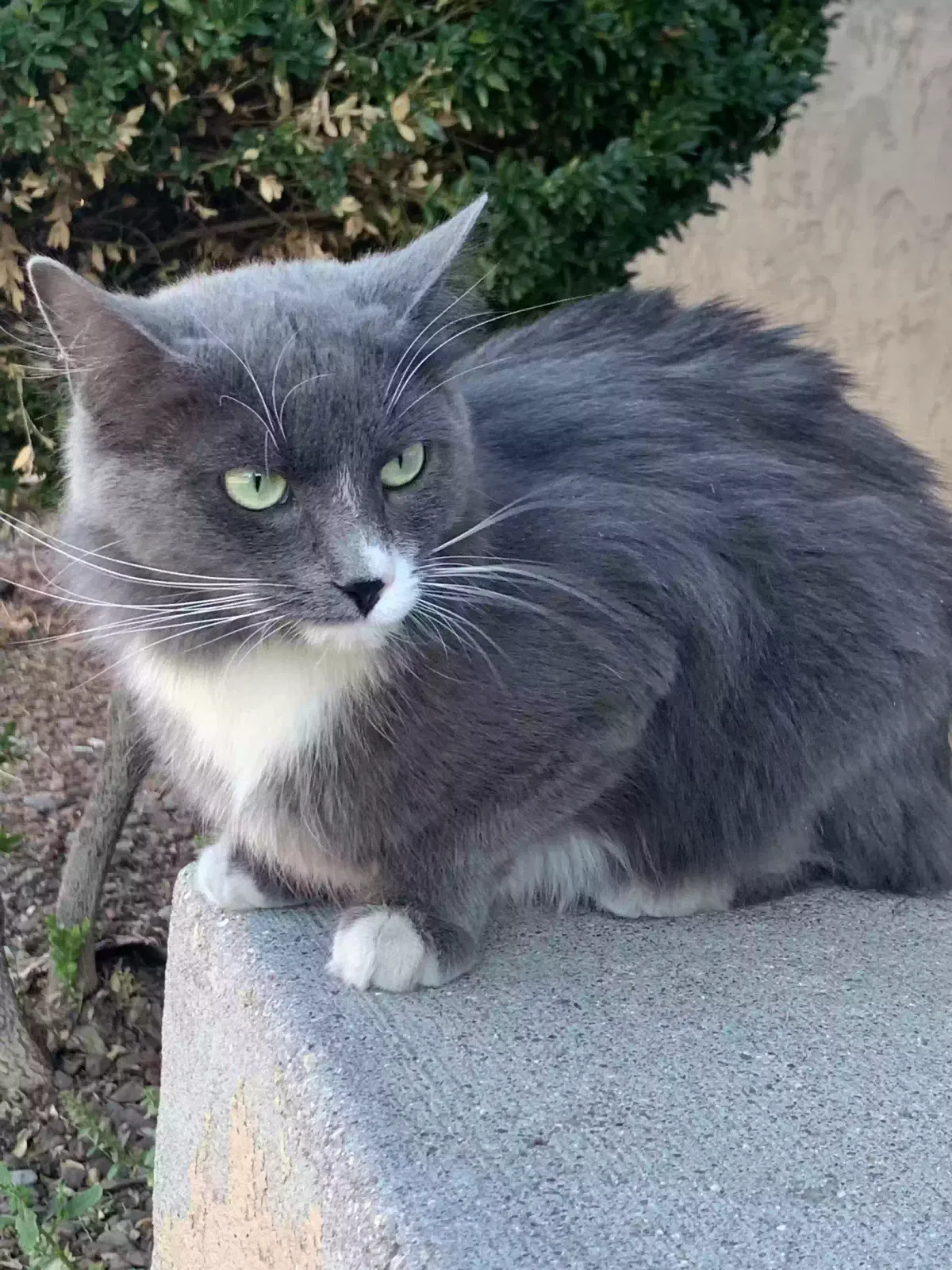 Lost cat in Aurora, CO, 80010