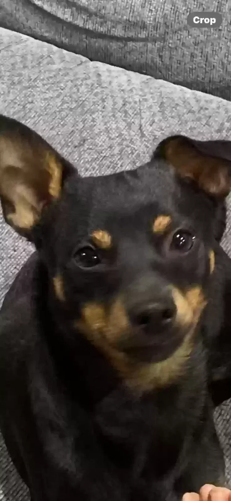 Lost dog in Dawsonville, GA, 30534