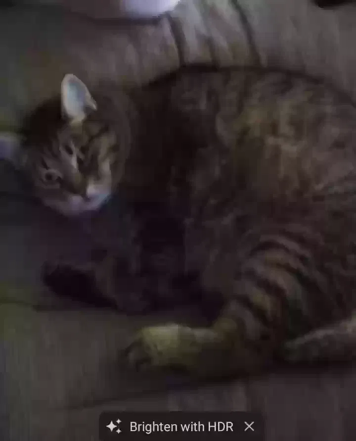 Lost cat in Warren, MI, 48088