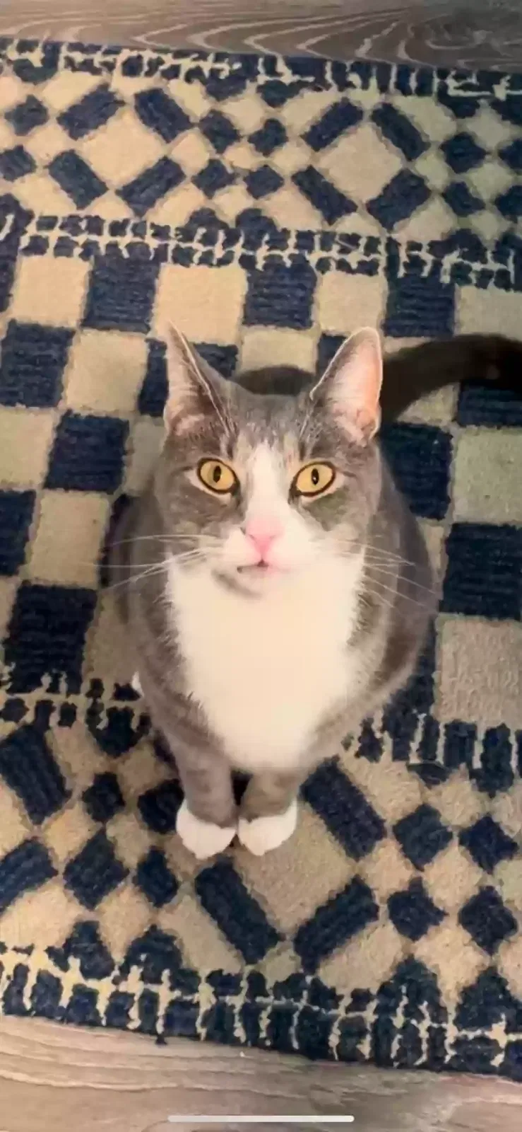 Lost cat in Pittsford, NY, 14534