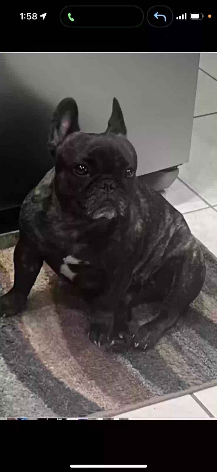 Lost dog in Miami, FL, 33177