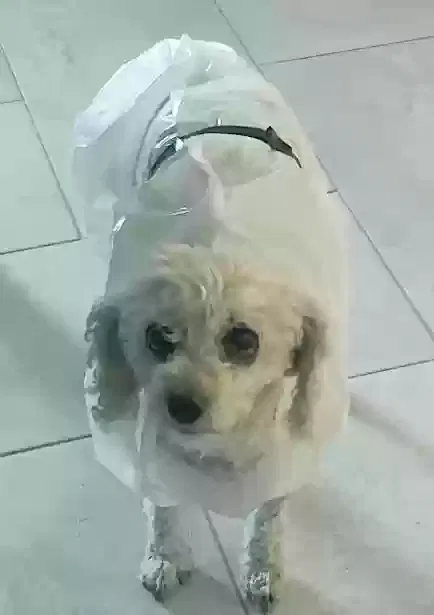 Lost dog in Las Vegas, NV, 89118