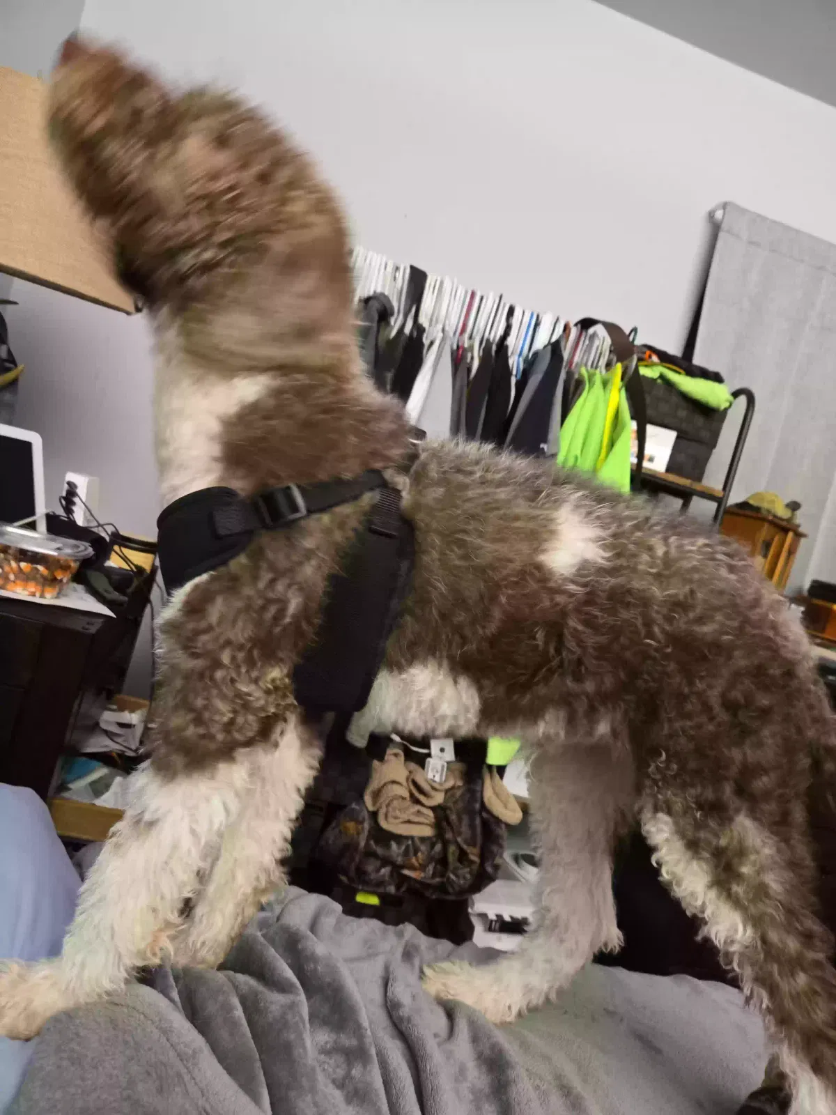 Lost dog in Mackinaw, IL, 61755