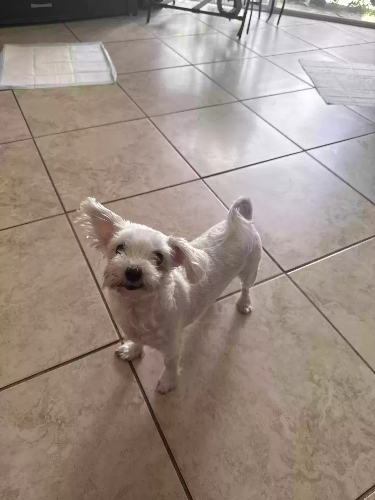 Lost dog in Homestead, FL, 33033