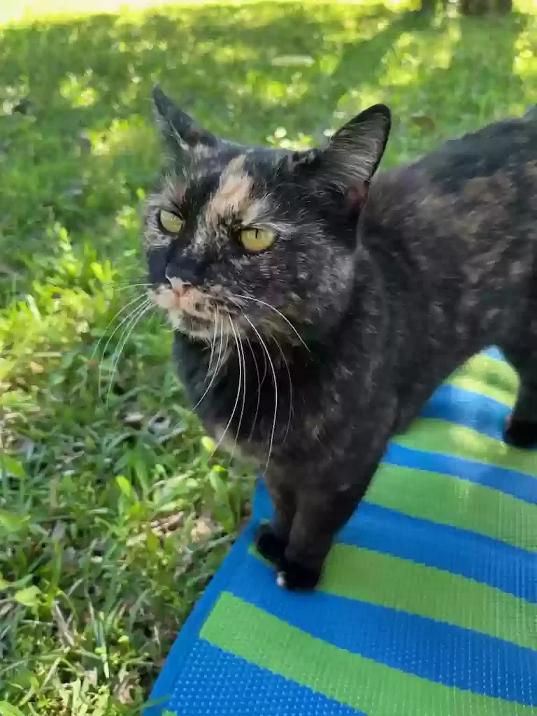Lost cat in Shreveport, LA, 71118