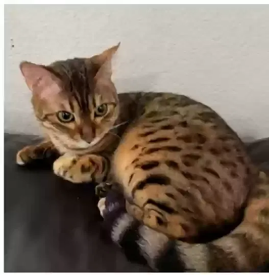 Lost cat in Sun City, CA, 92587