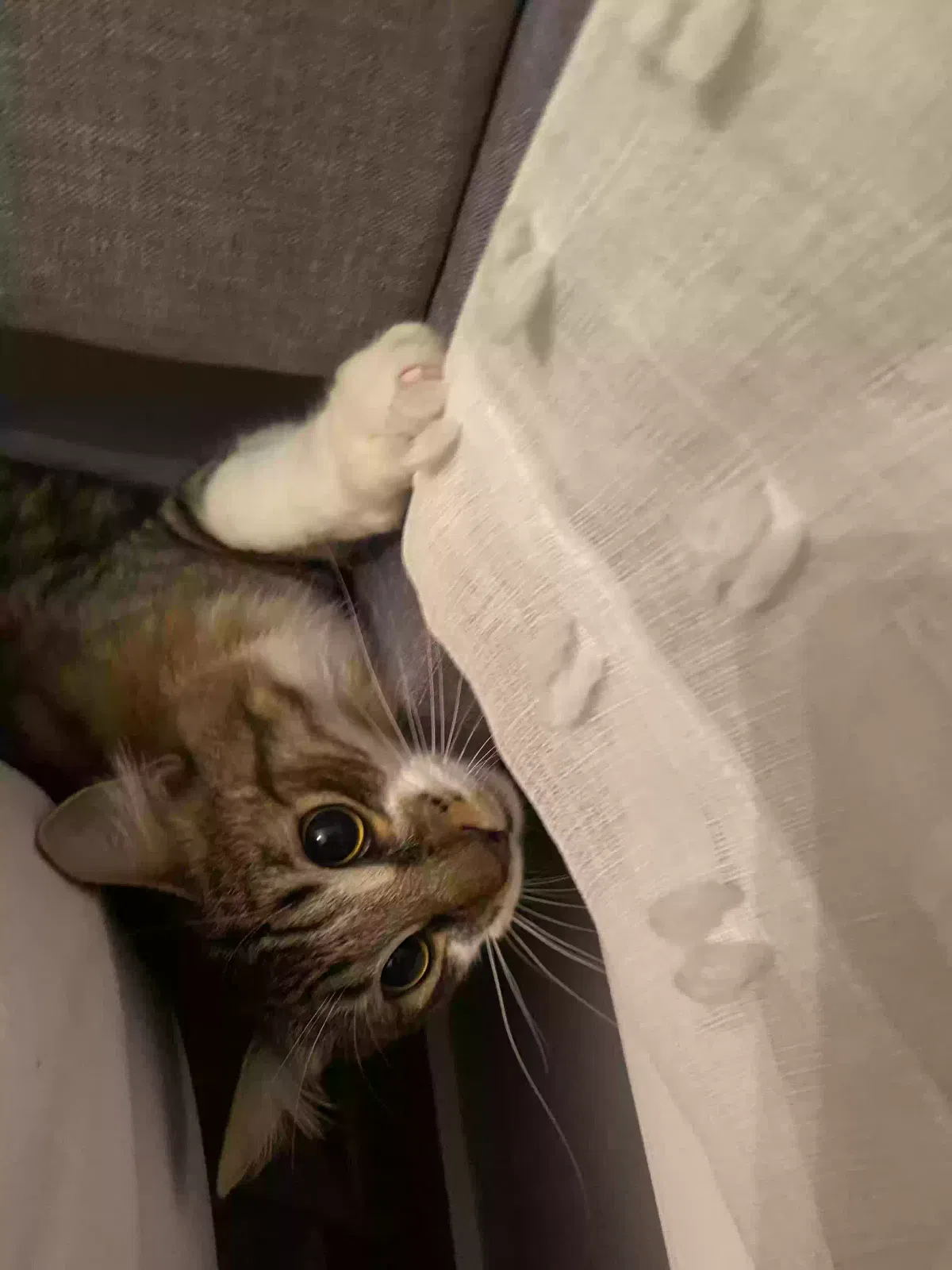 Lost cat in Los Angeles, CA, 90066