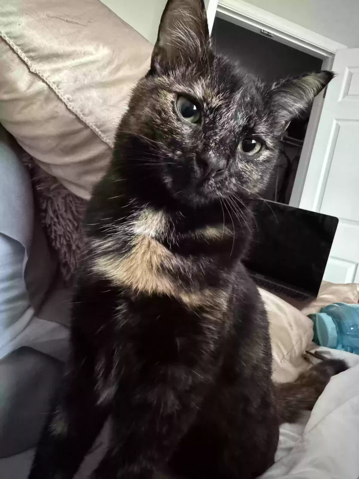 Lost cat in Greensboro, NC, 27404