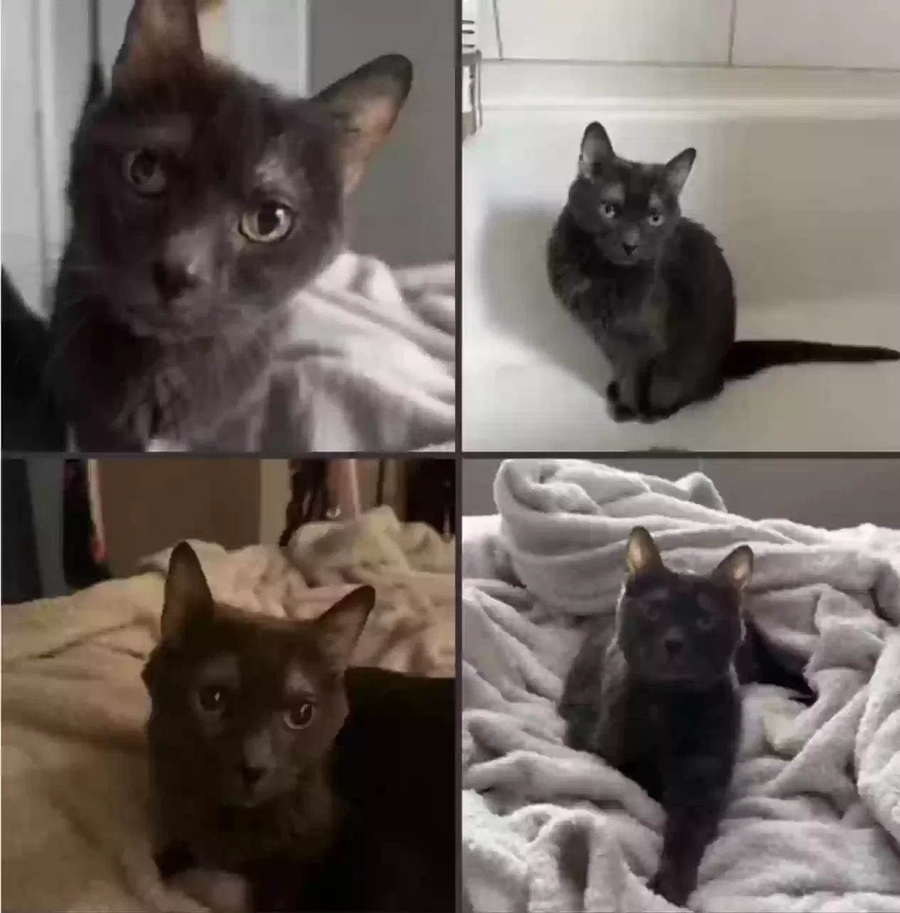 Lost cat in Buffalo, NY, 14226