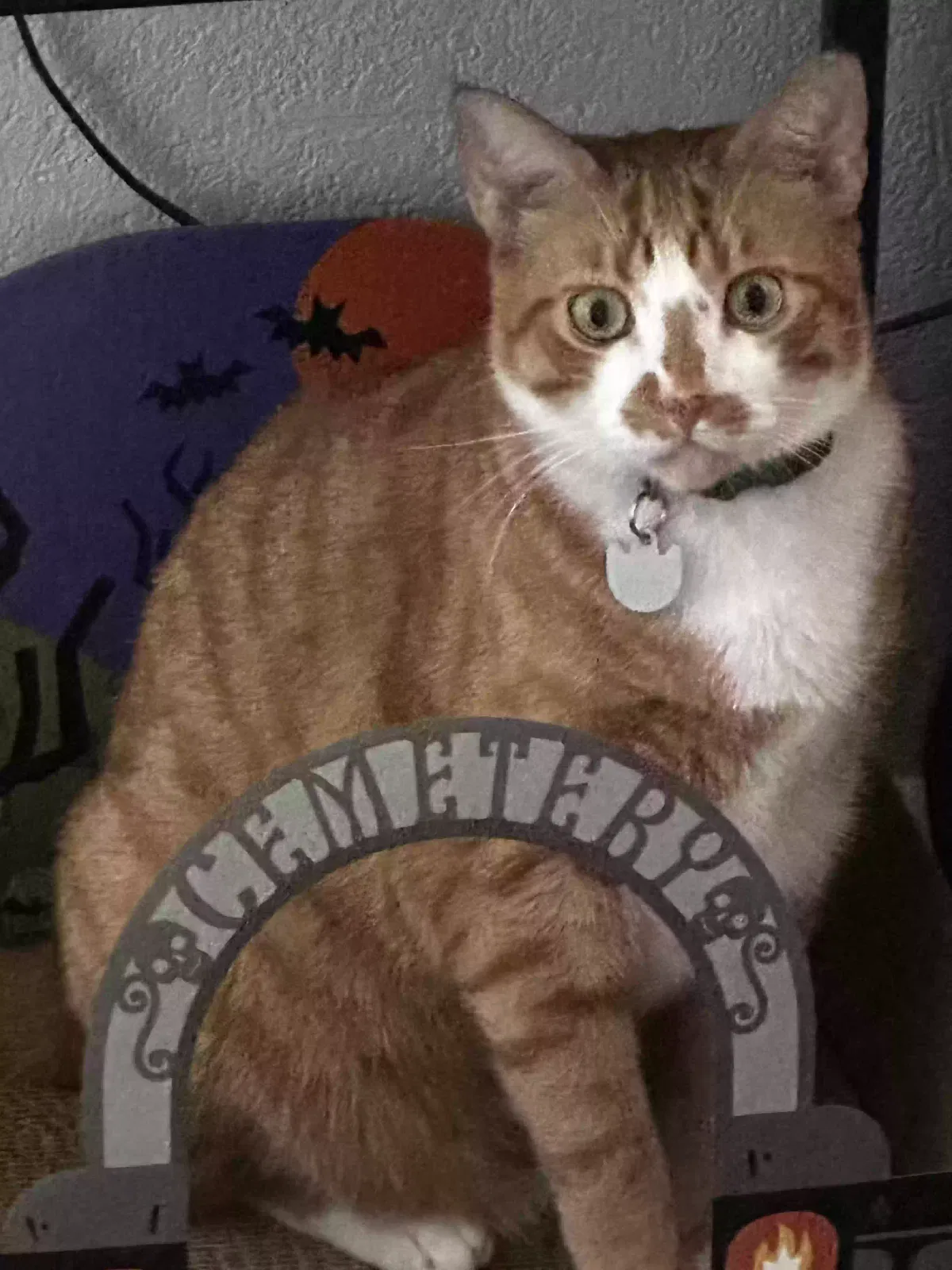 Lost cat in Lakeland, FL, 33805