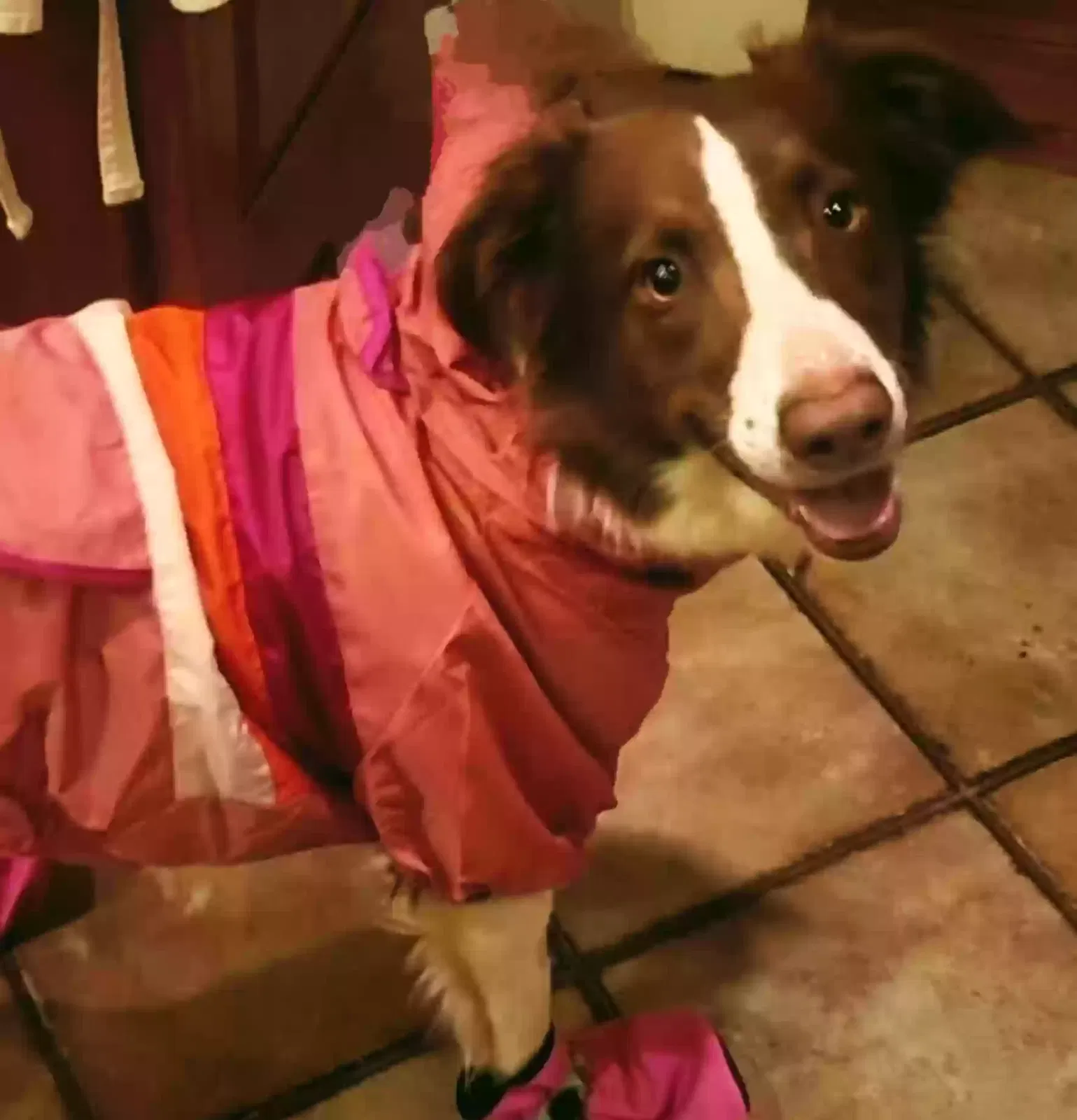 Lost dog in Spartanburg, SC, 29301