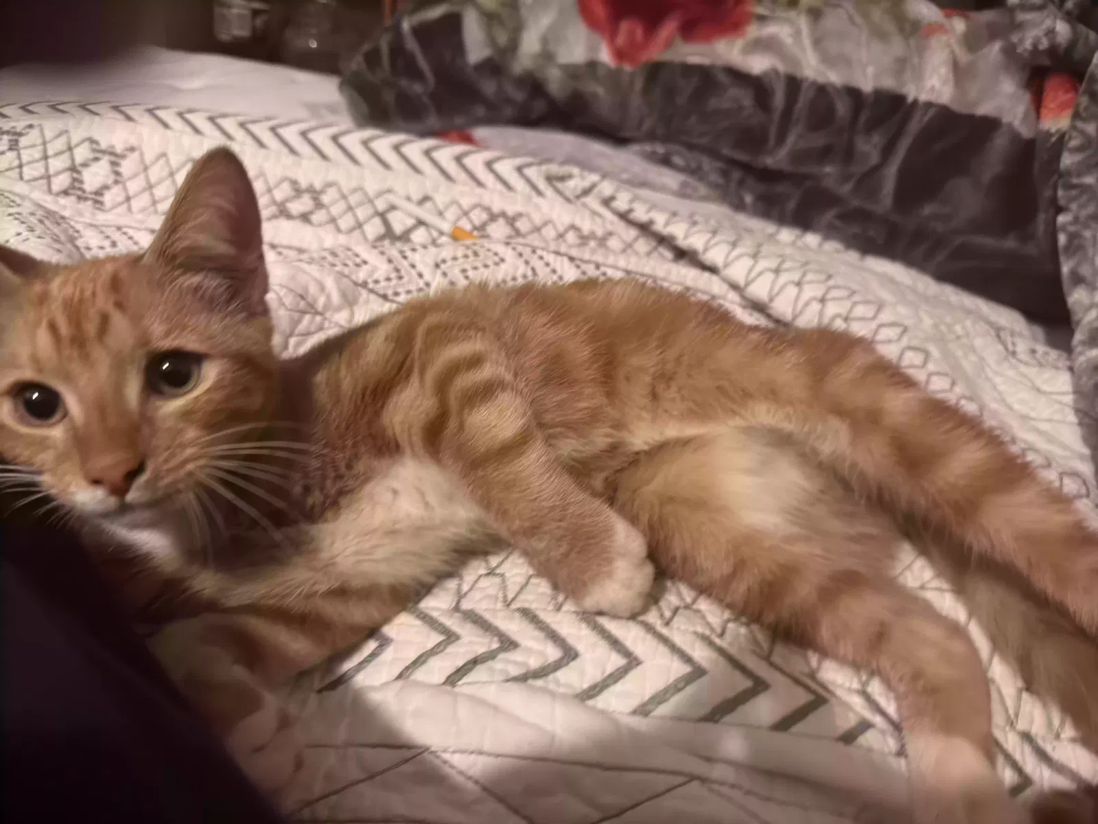 Found cat in Ringgold, VA, 24586