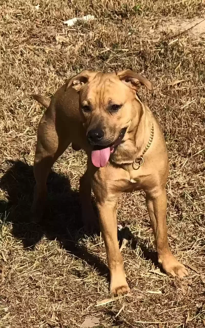 Lost dog in Birmingham, AL, 35224