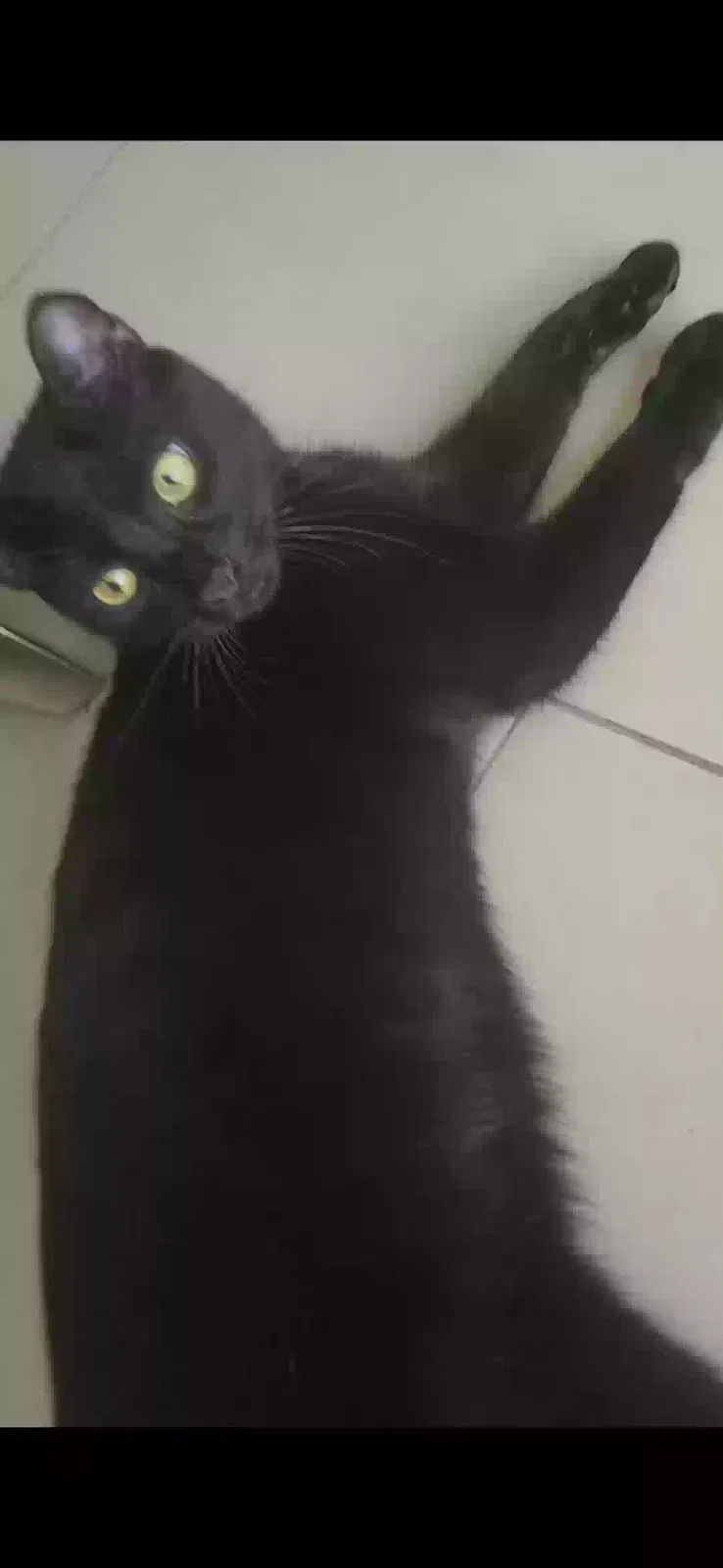 Lost cat in Pompano Beach, FL, 33062