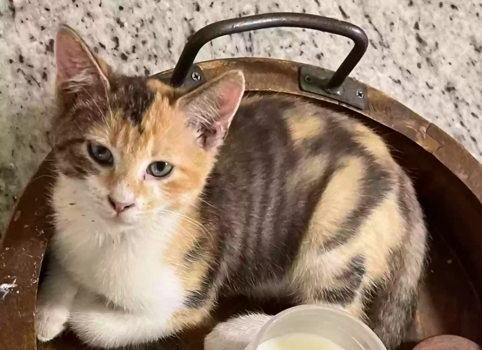 Lost cat in Virginia Beach, VA, 23451