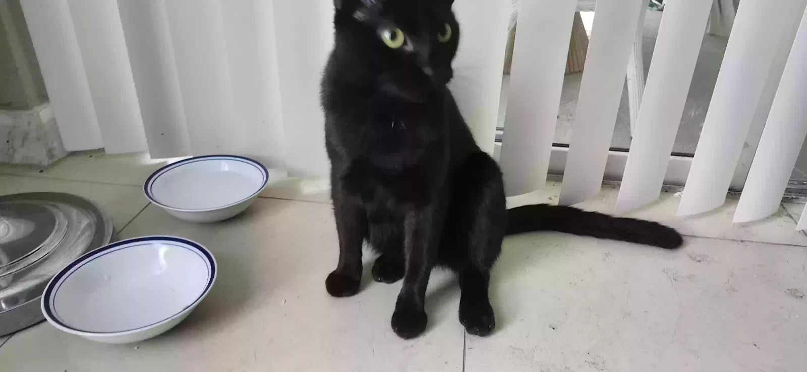 Lost cat in Pompano Beach, FL, 33062