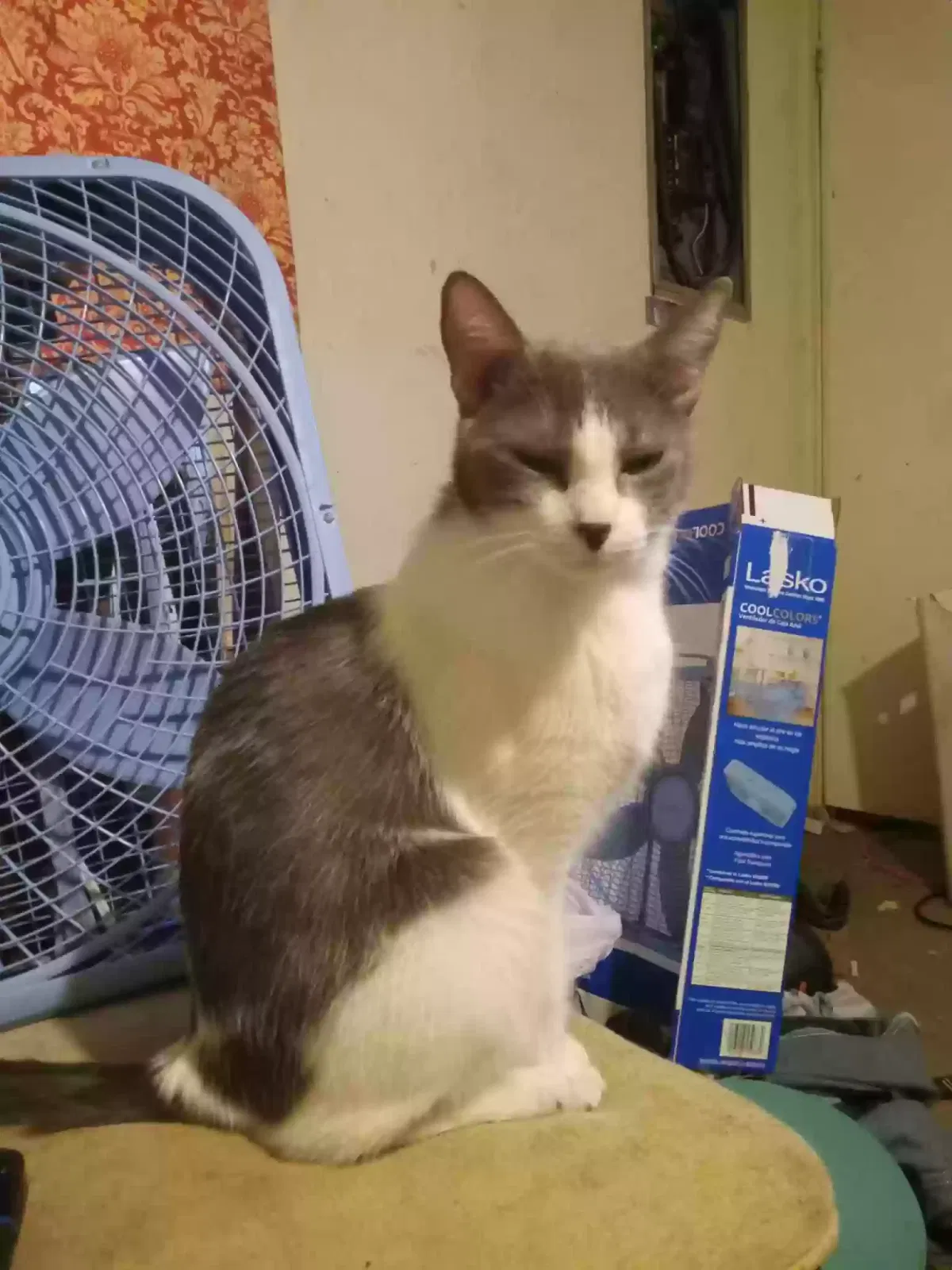 Lost cat in Amite, LA, 70422