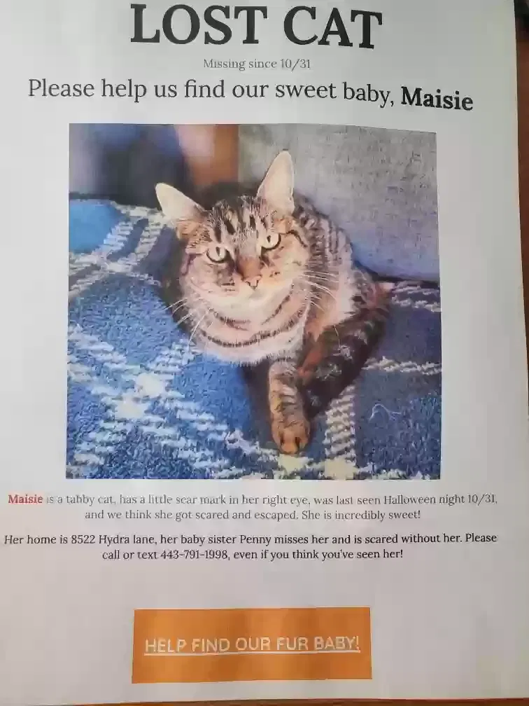 Lost cat in Nottingham, MD, 21236