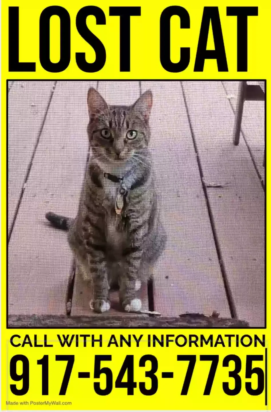 Lost cat in Millburn, NJ, 7041