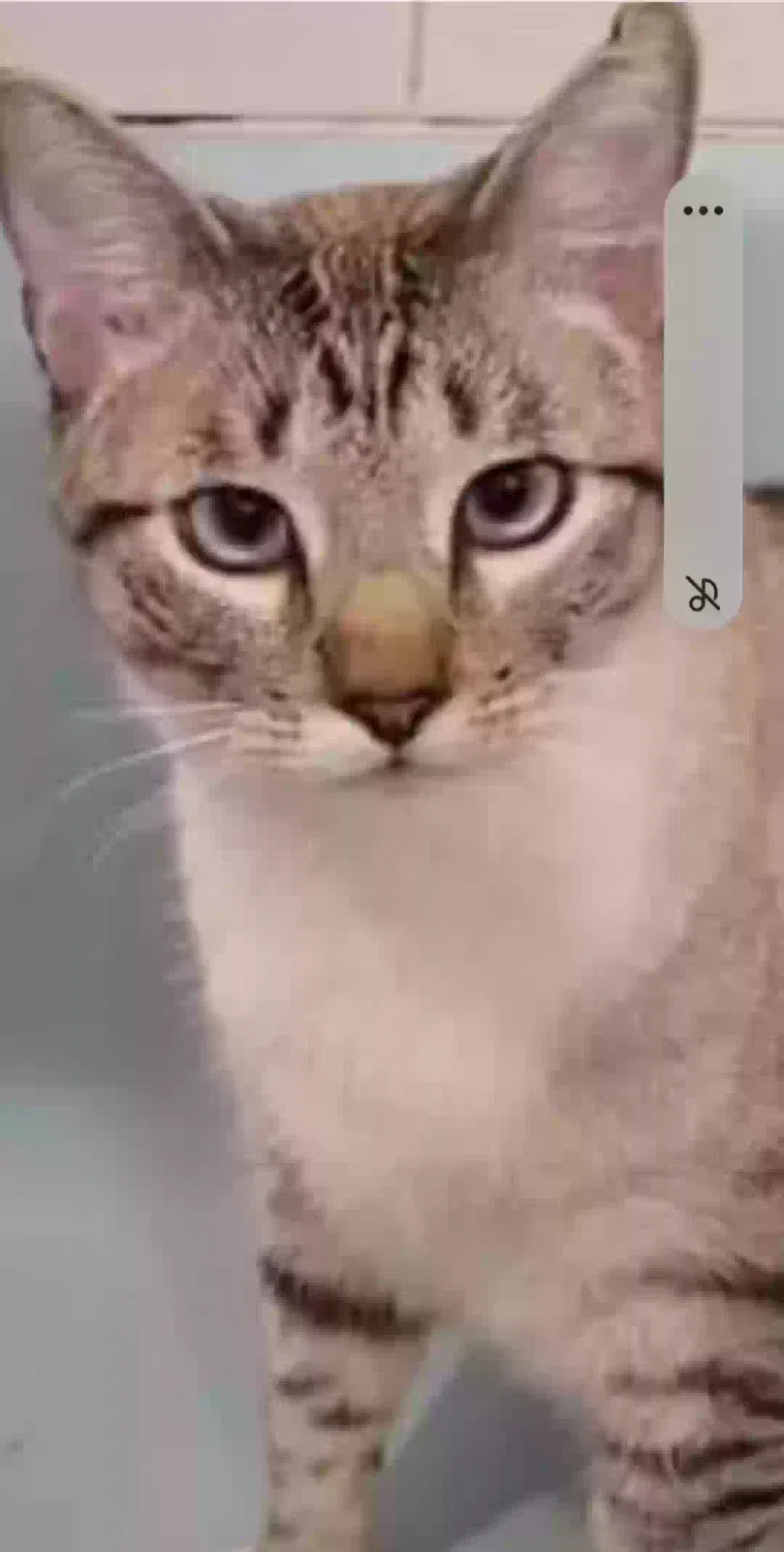 Lost cat in Pomona, CA, 91767