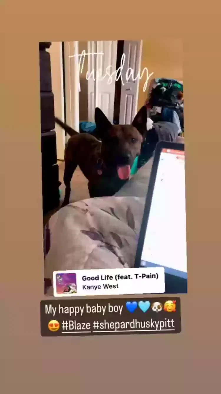 Lost dog in Newport News, VA, 23608