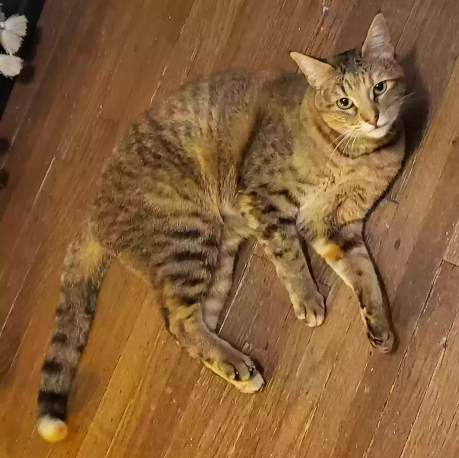 Lost cat in San Diego, CA, 92111