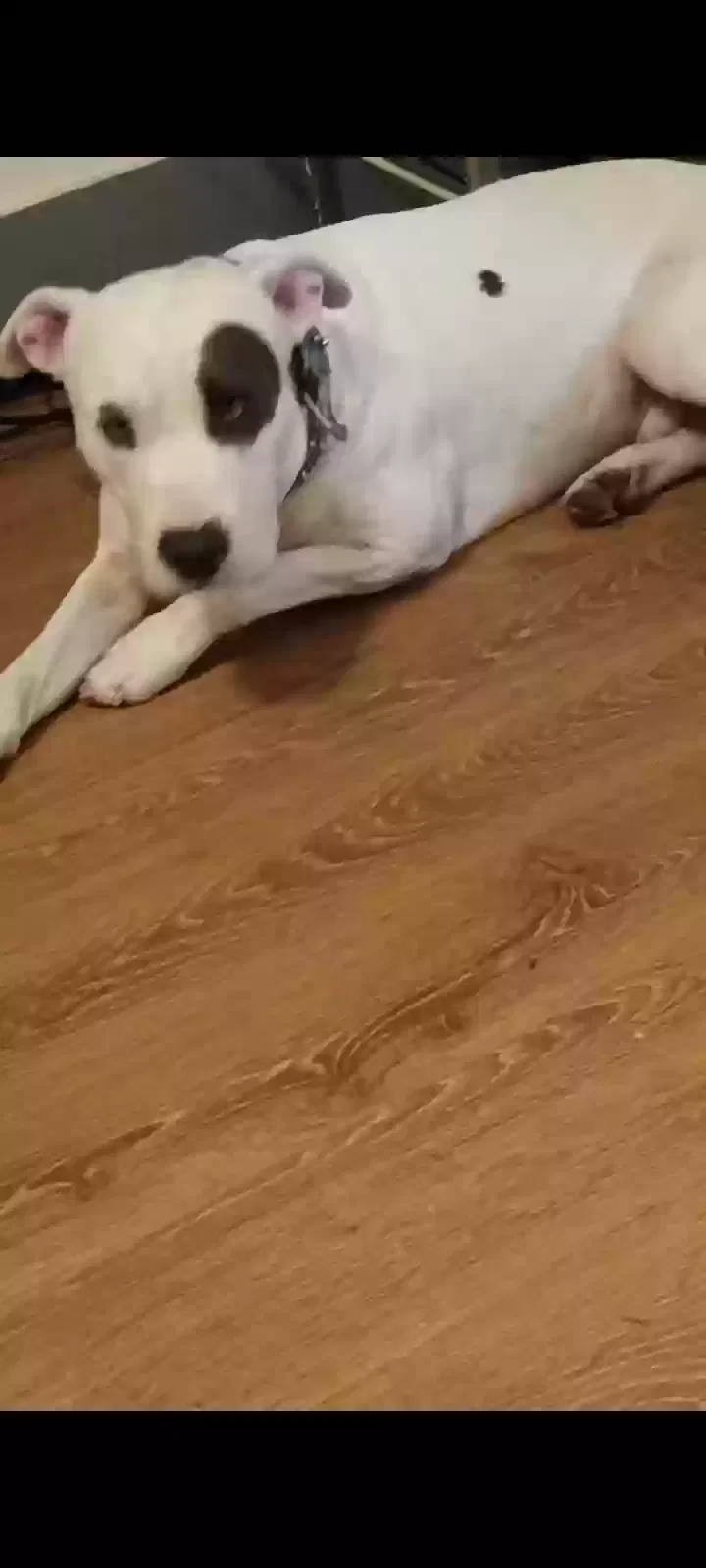Lost dog in Houston, TX, 77009