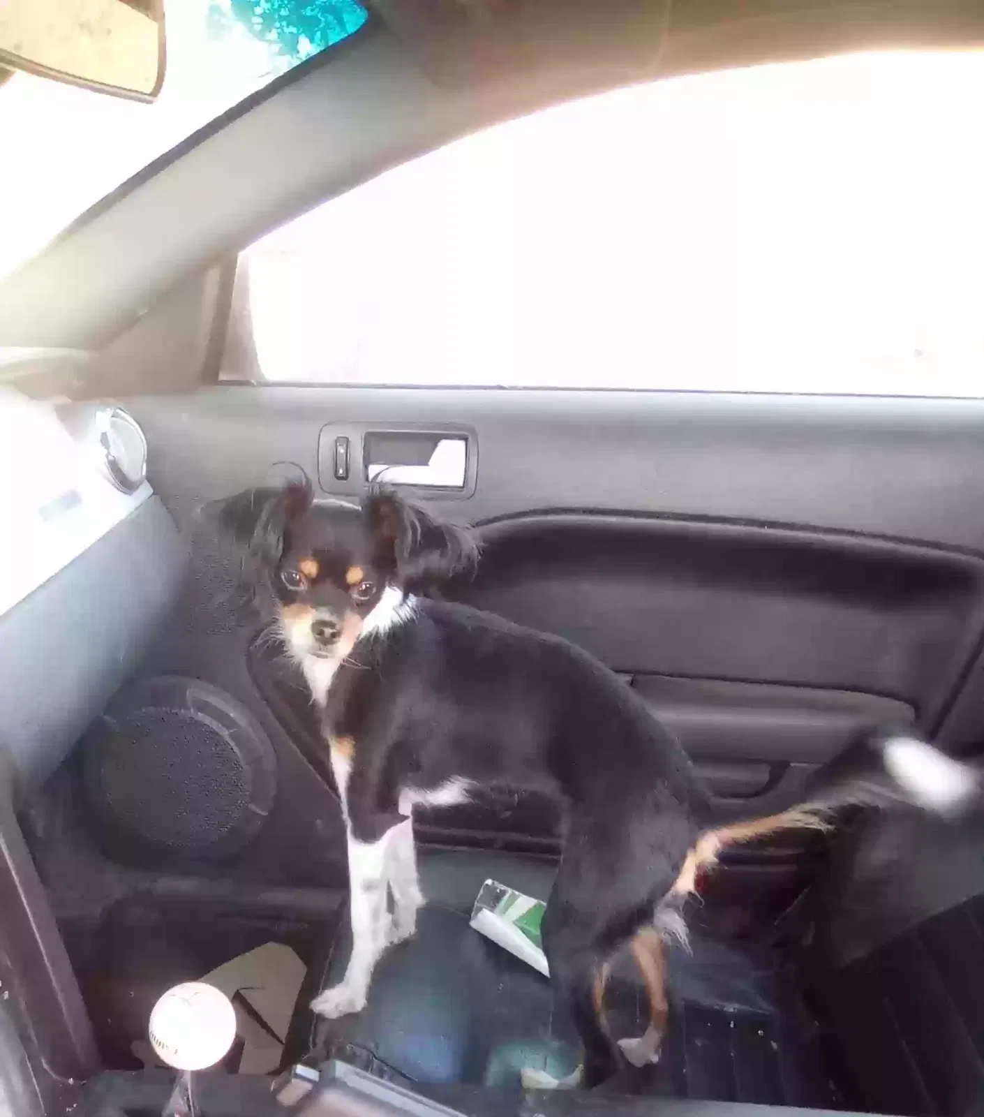 Lost dog in Selma, CA, 93662